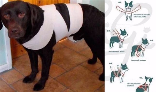 El secreto que hace que los perros no se asusten con los fuegos artificiales