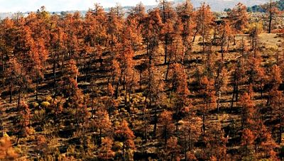 Parque Natural Sierra de Baza afectado por un brote de cochinilla del pino
