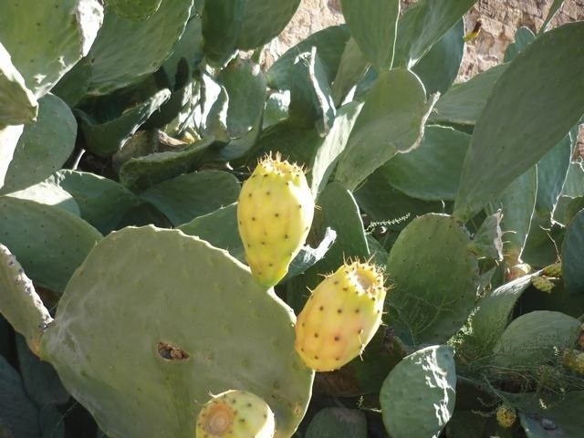 Piden sacar las chumberas del catálogo de especies invasoras para tratar la cochinilla