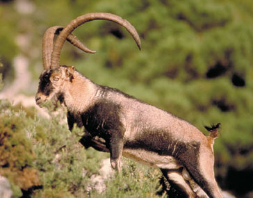 Cabras montés con transmisores en la sierra de Granada