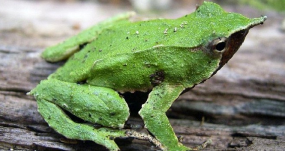 La ranita de Darwin no logra adaptarse al cambio climático