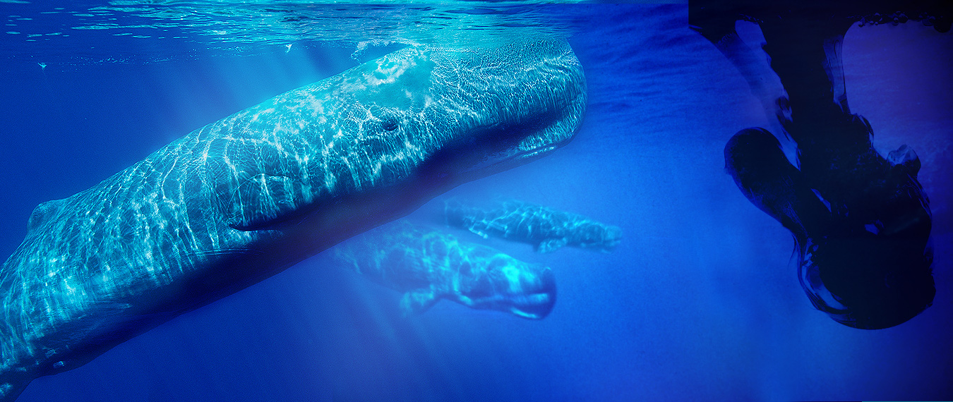 Apoyo masivo al ‘Santuario de cetáceos en Canarias’