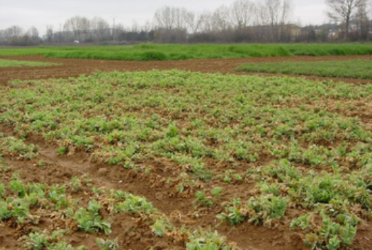 Semillas recubiertas para reducir el uso de fertilizantes nitrogenados y fosfatados