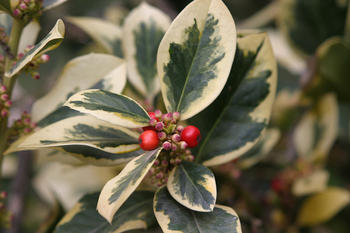 Una guía de semillas de frutos carnosos
