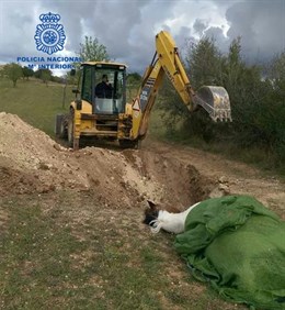 Detenido un empresario en Palma de Mallorca por maltrato animal