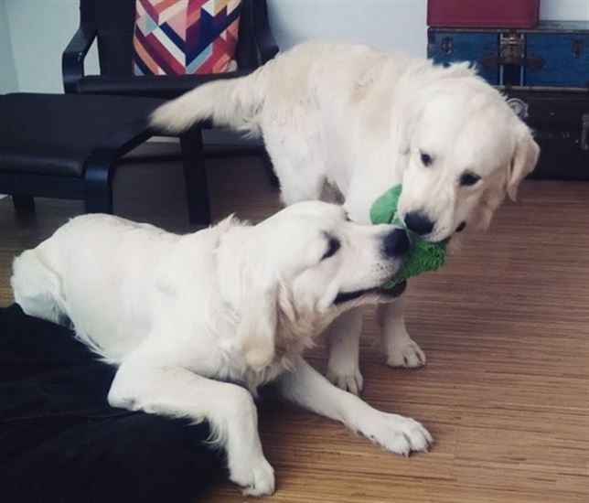 De cachorros a adultos en solo 2 minutos (Vea VIDEO)