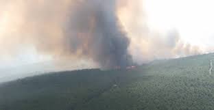 Finalizadas las obras de restauración tras el gran incendio forestal en Trabazos-Latedo (Zamora)