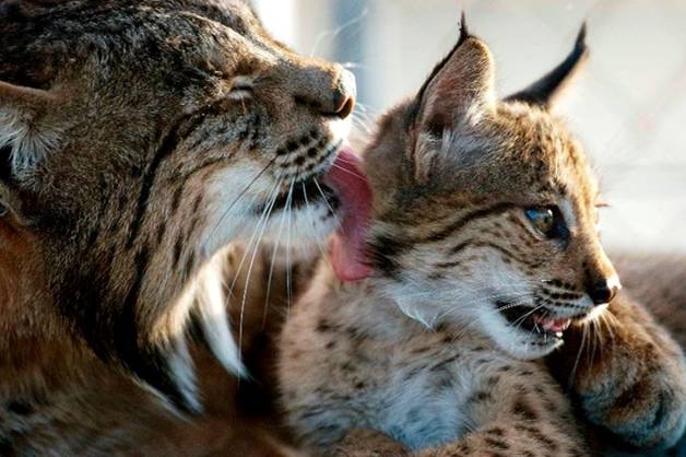 Andalucía premiada en la UE por la conservación del lince ibérico