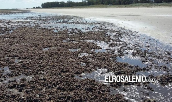 Argentina. Increíble aparición de ostras en las playas del sur bonaerense