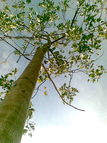 Uno de cada cinco árboles talados se usa exclusivamente para fabricar papel