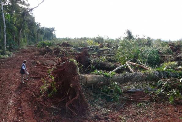 Seguridad alimentaria y protección forestal serán claves en Río + 20