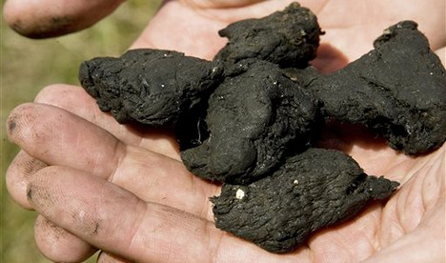 Investigadores reducen contaminación en rastros municipales