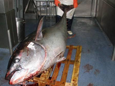 Murcia. Guardia Civil decomisa en Águilas más de 200 kilos de atún rojo y pulpo