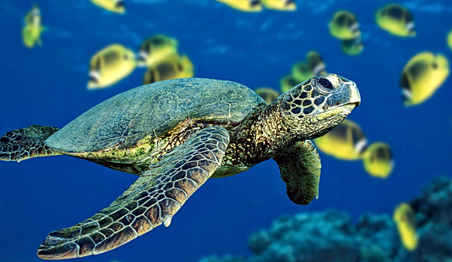 Científicos piden la creación de un sistema mundial de reservas marinas similares a los grandes parques terrestres