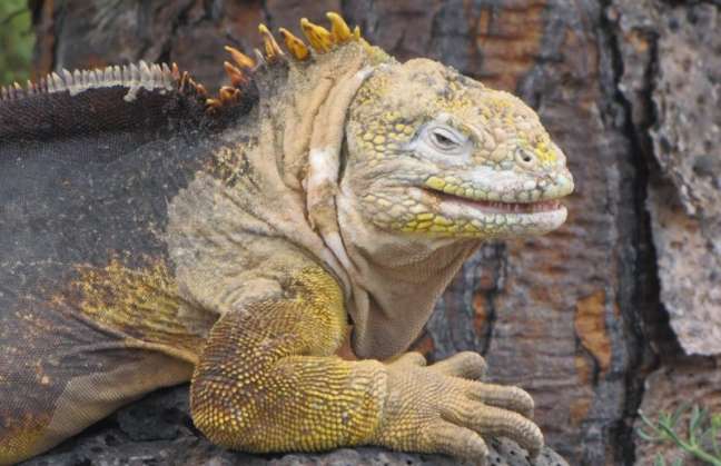 Cambio climático amenaza a las especies únicas de Galápagos