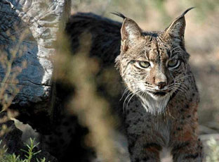 Portugal premia al director del Programa Life Lince por su trabajo para recuperar esta especie en peligro de extinción