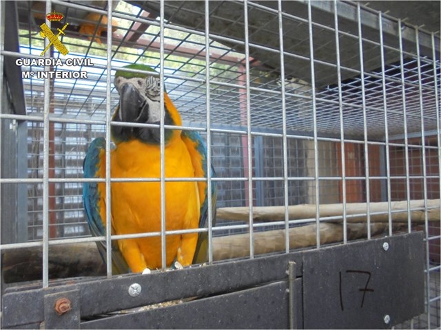 Desmantelados nueve criaderos ilegales de aves exóticas en Elche con 153 ejemplares
