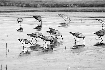 Se celebra en Puerto Madryn el Día Mundial de los Humedales