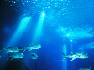 Salud oceánica y el bienestar humano