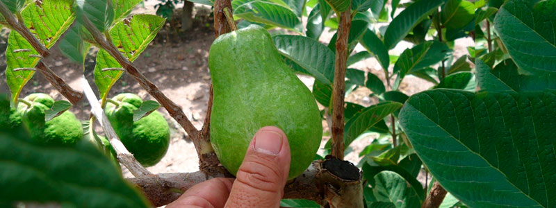 Radiografía de la guayaba