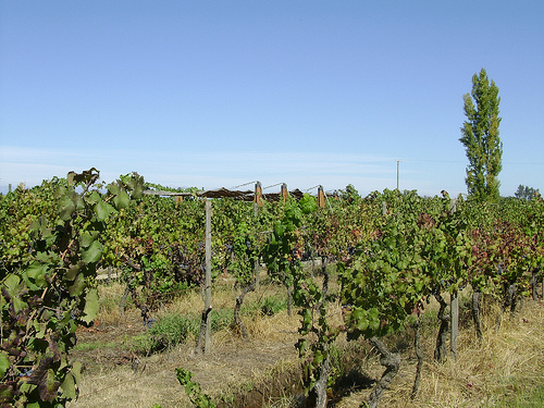Un proyecto prevé elaborar cajas