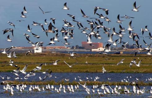 La construcción de la presa de Alqueva afecta a "áreas importantes" de aves en Europa