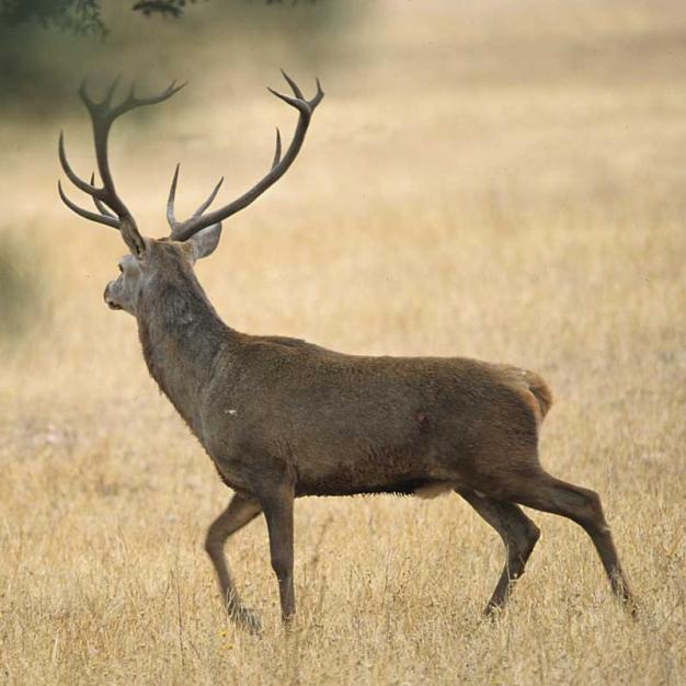 El Gobierno de Aragón cree "clave" la colaboración de los ayuntamientos