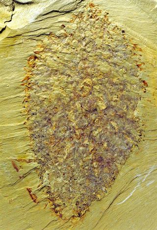 Descubren el fósil de un animal que vivió hace 520 millones de años y que tuvo forma de globo