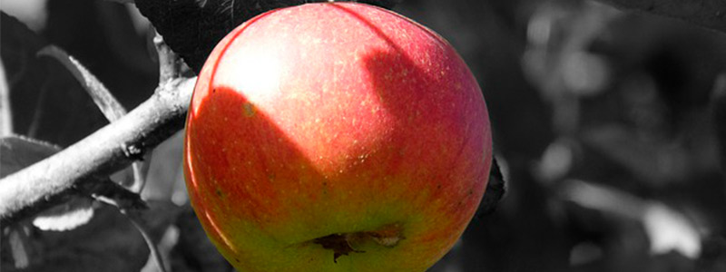 Estudian contaminación radioactiva en alimentos en México