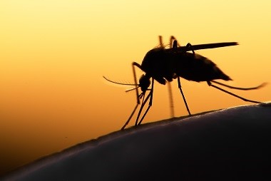 Todos contra los mosquitos en una lucha liderada por la ONU