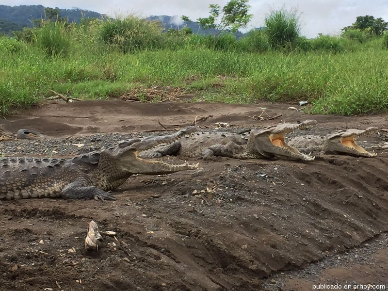 Qué o quién está enfermando a los cocodrilos