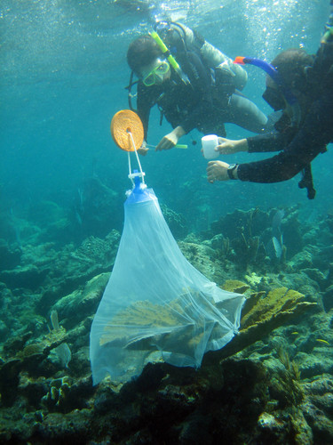México utiliza la biotecnología para reproducir corales y repoblar arrecifes en el Caribe