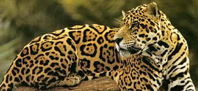 La extinción de especies continúa a ritmo acelerado