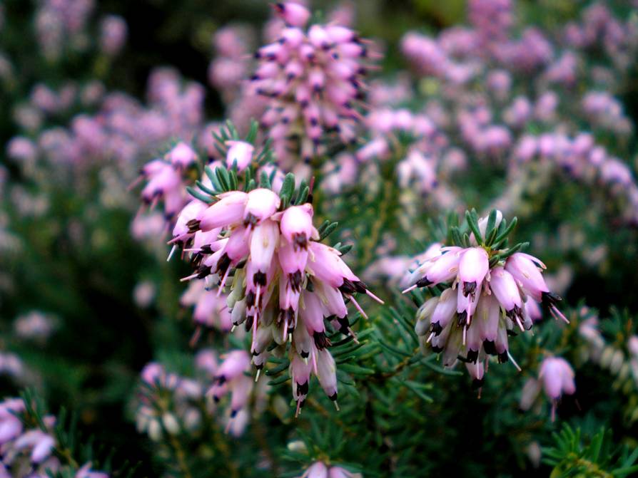 El cambio climático podría cambiar la fragancia del planeta