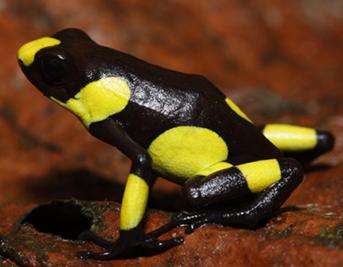 En busca de anfibios perdidos de Colombia.