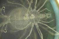 Investigadores de la ECIMAT completan