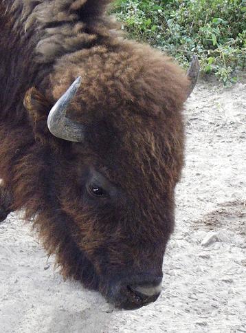 La reserva de bisonte europeo de la montaña palentina recibe los primeros ejemplares de la especie