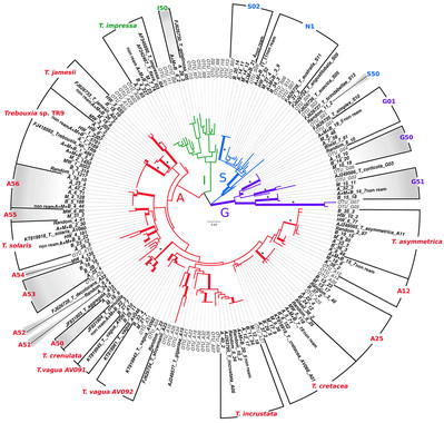 Descubren la coexistencia de una gran diversidad de microalgas en los líquenes