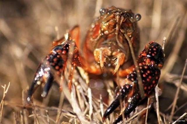 La importancia de la reintroducción de los cangrejos de río autóctonos