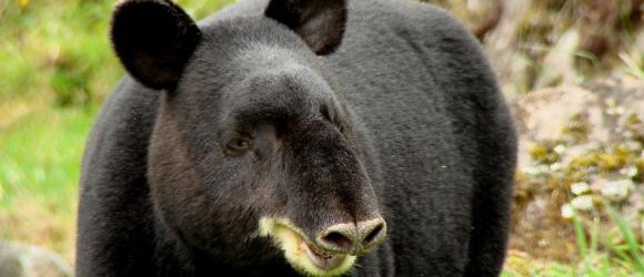La Amazonía impulsa plan para proteger al tapir andino en peligro de extinción