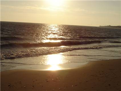 Andalucía investiga la causa de la muerte de unos 4.000 peces aparecidos en las playas de Rota (Cádiz)