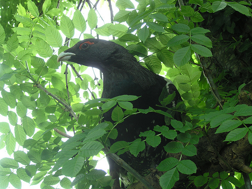 Un total de 664 machos adultos de Urogallo pirenaico viven en España