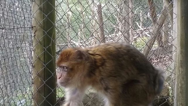 El Centro de Acogida de Fauna Salvaje Karpín de Karrantza (Bizkaia) rescata un Macaco de Gibraltar