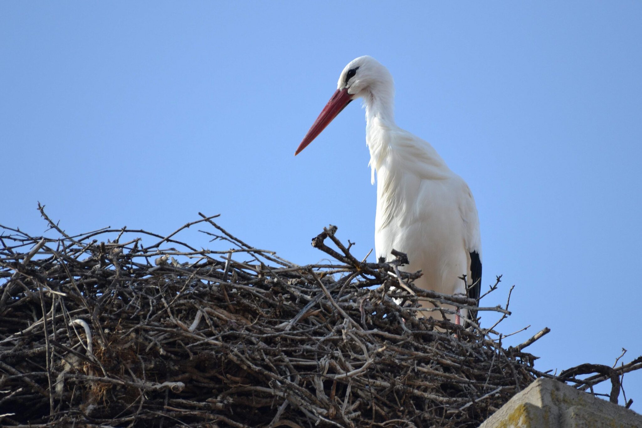 Resultados de la reproducción de la cigüeña blanca
