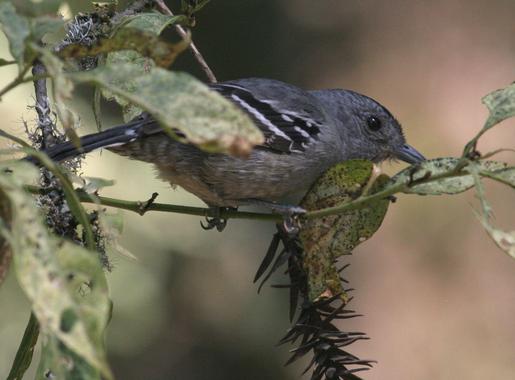 La luminosidad del hábitat y los ojos de las aves