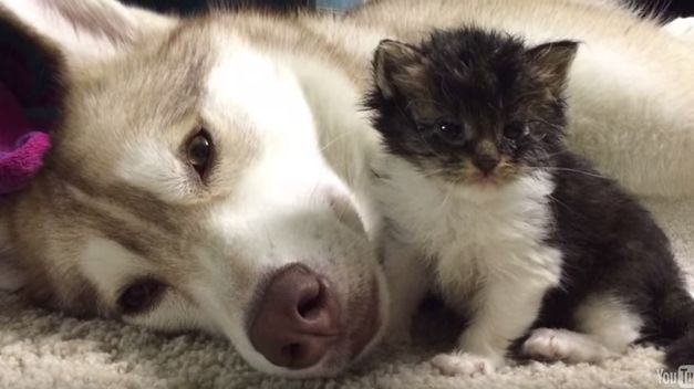 El Ayuntamiento de Logroño favorecerá la adopción y buscará el ‘sacrificio cero’