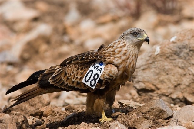 Presentan alegaciones a la propuesta de nuevas ZEPA