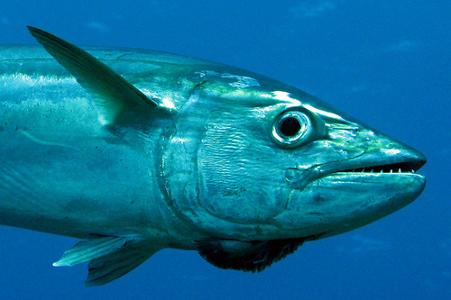 EEUU apoya la protección del atún rojo en CITES