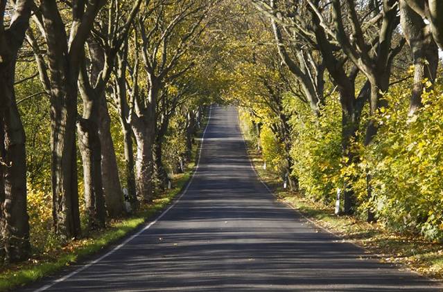 Expertos en arbolado singular hacen un llamamiento por la protección de las carreteras arboladas europeas