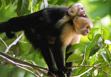 Cuatro millones de aves